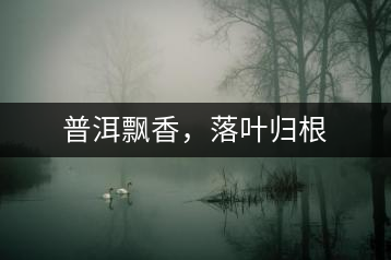 普洱飄香，落葉歸根