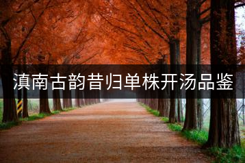 滇南古韻昔歸單株開湯品鑒——獨(dú)樹一味