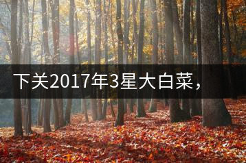 下關2017年3星大白菜，好茶從未中斷
