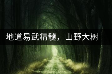 地道易武精髓，山野大樹珍品—普秀易武生態(tài)喬木圓茶即將上市