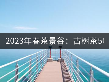 2023年春茶景谷：古樹茶500-600元／公斤，紫芽茶300-480元／公斤，白芽茶1200-2000元／公斤。