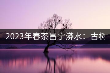 2023年春茶昌寧漭水：古樹混采純料480-600元／公斤，大樹360-420元／公斤，臺地260-300元／公斤，古樹單株均價(jià)880-1200元／公斤。