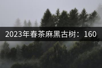 2023年春茶麻黑古樹(shù)：1600~2000元／公斤