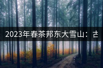 2023年春茶邦東大雪山：古樹(shù)800—900元／公斤
