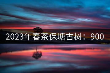 2023年春茶保塘古樹：900-1500元／公斤