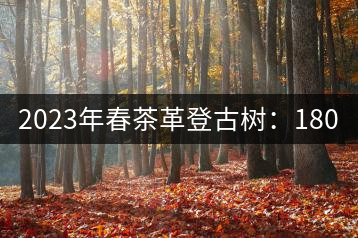 2023年春茶革登古樹(shù):1800-2000元/公斤