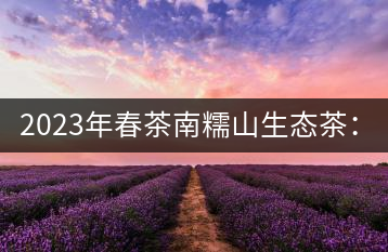 2023年春茶南糯山生態(tài)茶：200-300元／公斤，古樹：900-1500元／公斤