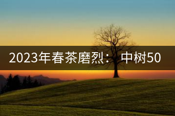 2023年春茶磨烈： 中樹(shù)500-600元／公斤，古樹(shù)混采：2200-2600元／公斤
