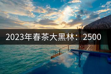 2023年春茶大黑林:2500-2800元/公斤