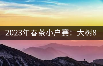 2023年春茶小戶賽：大樹800元／公斤，古樹1200-1300元／公斤