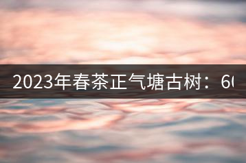 2023年春茶正氣塘古樹(shù)：600-800元／公斤