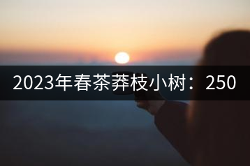 2023年春茶莽枝小樹(shù)：250元／公斤， 古樹(shù)：1000-1200元／公斤
