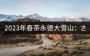 2023年春茶永德大雪山：古樹(shù)150-300元／公斤