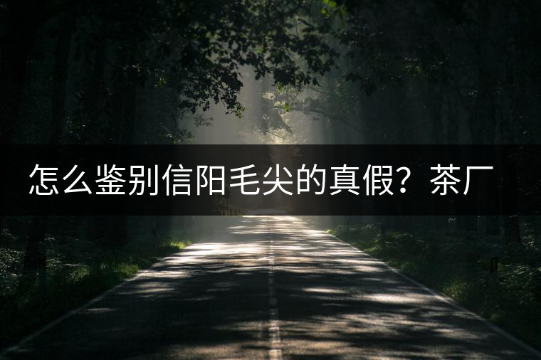怎么鑒別信陽毛尖的真假？茶廠小姐姐親自告訴你茶葉的等級