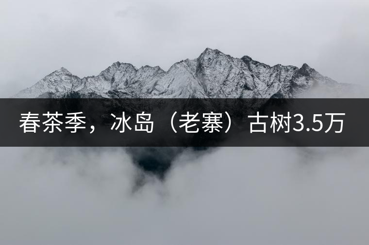春茶季，冰島（老寨）古樹(shù)3.5萬(wàn)起