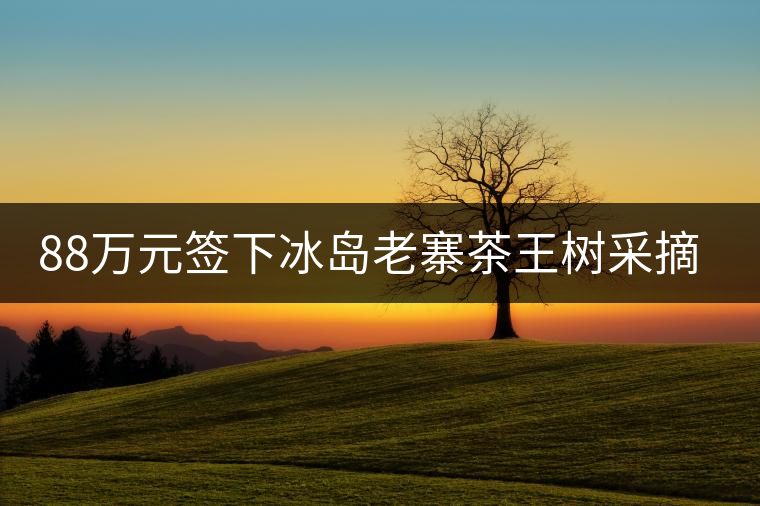 88萬元簽下冰島老寨茶王樹采摘權(quán)，誰說這是“競價交易”？
