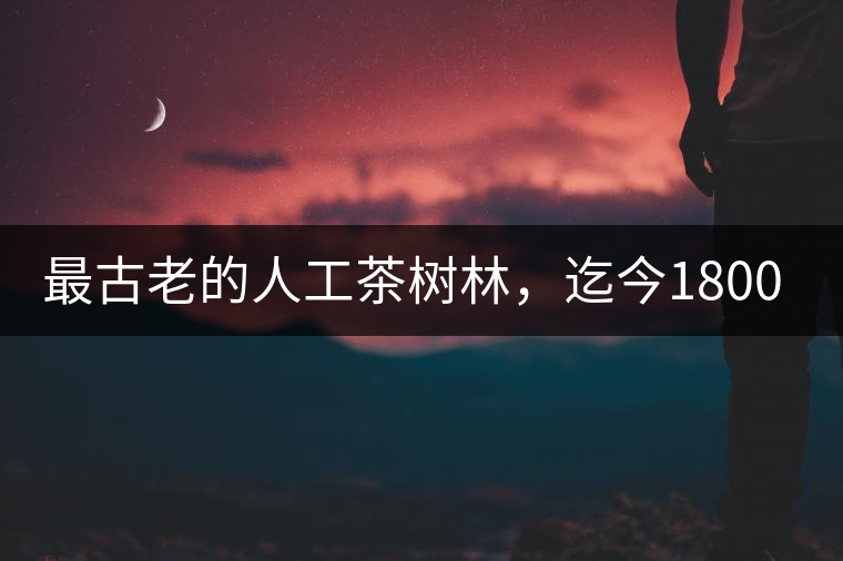 最古老的人工茶樹林，迄今1800年歷史，將申報(bào)世界文...最古老的人工茶樹林，迄今1800年歷史，將申報(bào)世界文化遺產(chǎn)