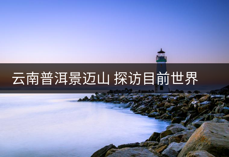 云南普洱景邁山 探訪目前世界上面積最大、年代最久遠的古茶園