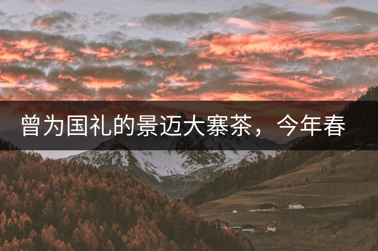 曾為國(guó)禮的景邁大寨茶，今年春茶性價(jià)比依舊高