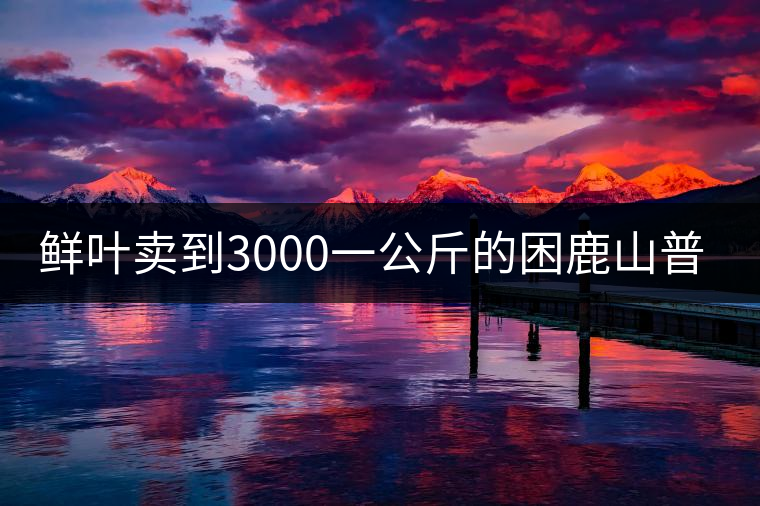 鮮葉賣到3000一公斤的困鹿山普洱茶，口感如何？