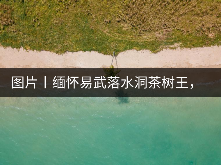 圖片丨緬懷易武落水洞茶樹王，犧牲前的樣貌圖片丨緬懷易武落水洞茶樹王，犧牲前的樣貌