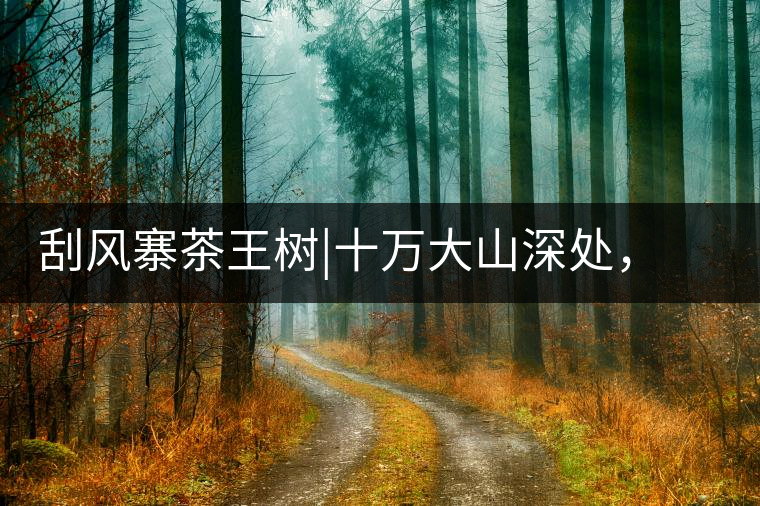 刮風(fēng)寨茶王樹|十萬大山深處，鮮為人知的王者刮風(fēng)寨茶王樹｜十萬大山深處，鮮為人知的王者