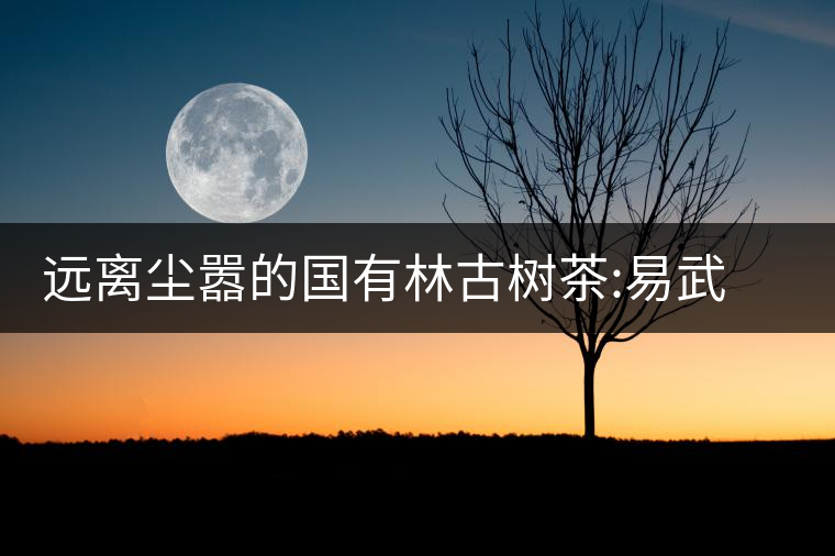 遠離塵囂的國有林古樹茶:易武彎弓遠離塵囂的國有林古樹茶:易武彎弓 遠離塵囂的國有林古樹茶:易武彎弓遠離塵囂的國有林古樹茶:易武彎弓