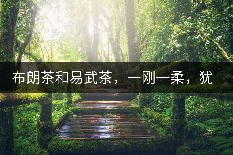 布朗茶和易武茶，一剛一柔，猶如洪拳與太極