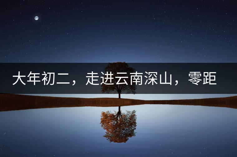 大年初二，走進(jìn)云南深山，零距離接觸古茶樹