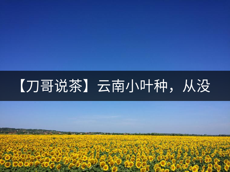 【刀哥說茶】云南小葉種，從沒落到回歸