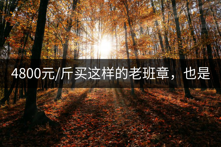 4800元/斤買這樣的老班章，也是醉了!4800元/斤買這樣的老班章，也是醉了！