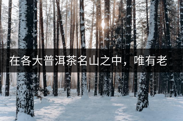 在各大普洱茶名山之中，唯有老曼峨古樹茶才能稱得上戰(zhàn)狼