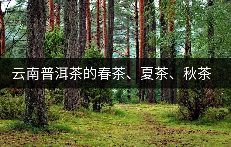 云南普洱茶的春茶、夏茶、秋茶的采摘時(shí)間及其特點(diǎn)