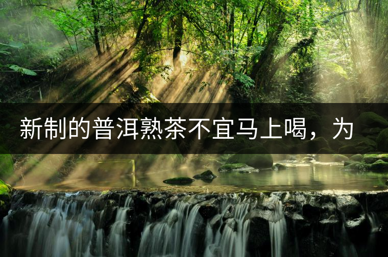 新制的普洱熟茶不宜馬上喝，為什么？