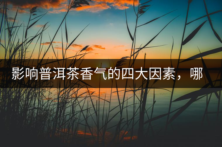 影響普洱茶香氣的四大因素，哪一個(gè)影響最大？