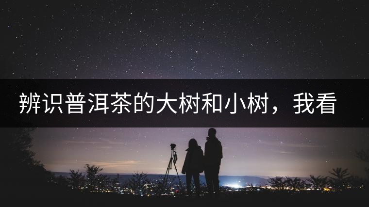辨識普洱茶的大樹和小樹，我看這篇最靠譜