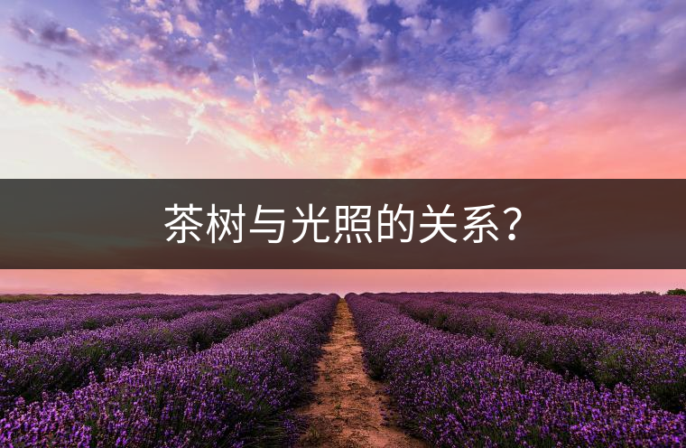 茶樹與光照的關系？