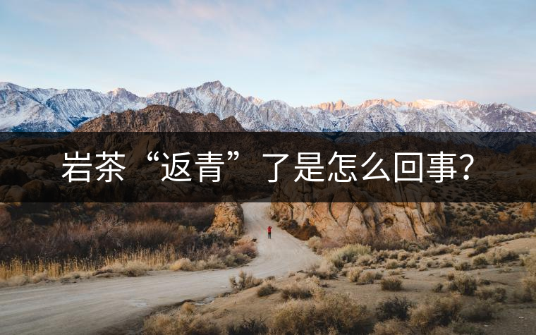 巖茶“返青”了是怎么回事？