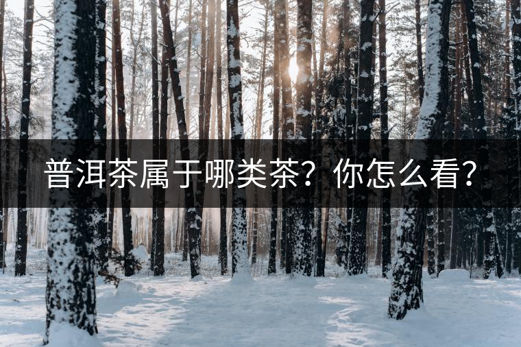 普洱茶屬于哪類茶？你怎么看？