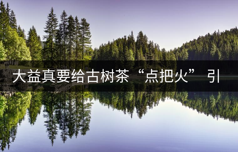 大益真要給古樹茶“點把火” 引火燒身？