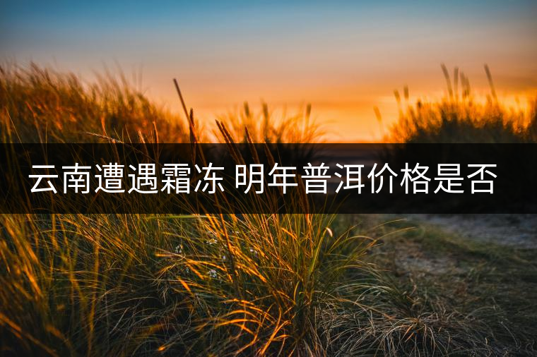 云南遭遇霜凍 明年普洱價格是否飆升？