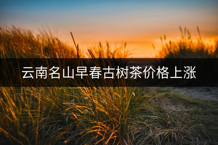 云南名山早春古樹茶價格上漲