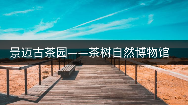 景邁古茶園——茶樹(shù)自然博物館 邁上“申遺路” 景邁古茶園——茶樹(shù)自然博物館 邁上“申遺路”