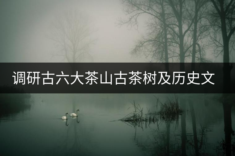 調(diào)研古六大茶山古茶樹及歷史文物保護(hù)