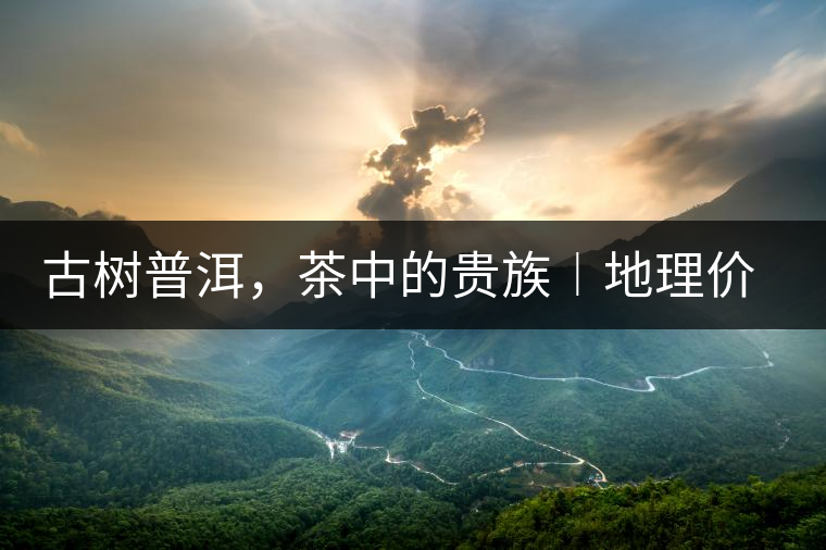 古樹普洱，茶中的貴族︱地理價值是普洱茶的最大資源優(yōu)勢