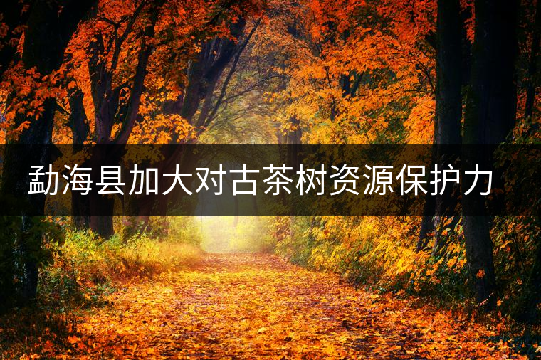 勐?？h加大對古茶樹資源保護力度