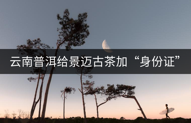 云南普洱給景邁古茶加“身份證” 破解產(chǎn)業(yè)瓶頸 云南普洱給景邁古茶加“身份證” 破解產(chǎn)業(yè)瓶頸