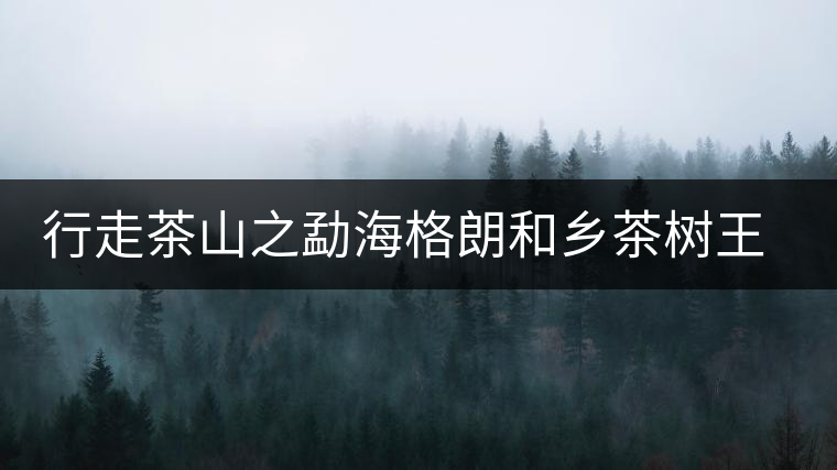 行走茶山之勐海格朗和鄉(xiāng)茶樹(shù)王考察記 行走茶山之勐海格朗和鄉(xiāng)茶樹(shù)王考察記