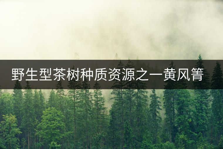 野生型茶樹種質(zhì)資源之一黃風(fēng)箐茶 野生型茶樹種質(zhì)資源之一黃風(fēng)箐茶