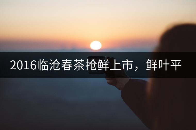 2016臨滄春茶搶鮮上市，鮮葉平均價同比去年減幅6.3%